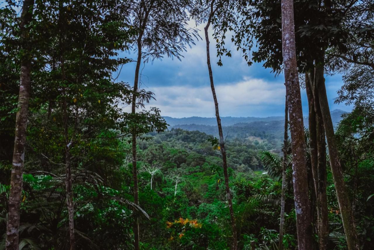 까위따 Selva Madre Eco-Sanctuary 아파트 호텔 외부 사진